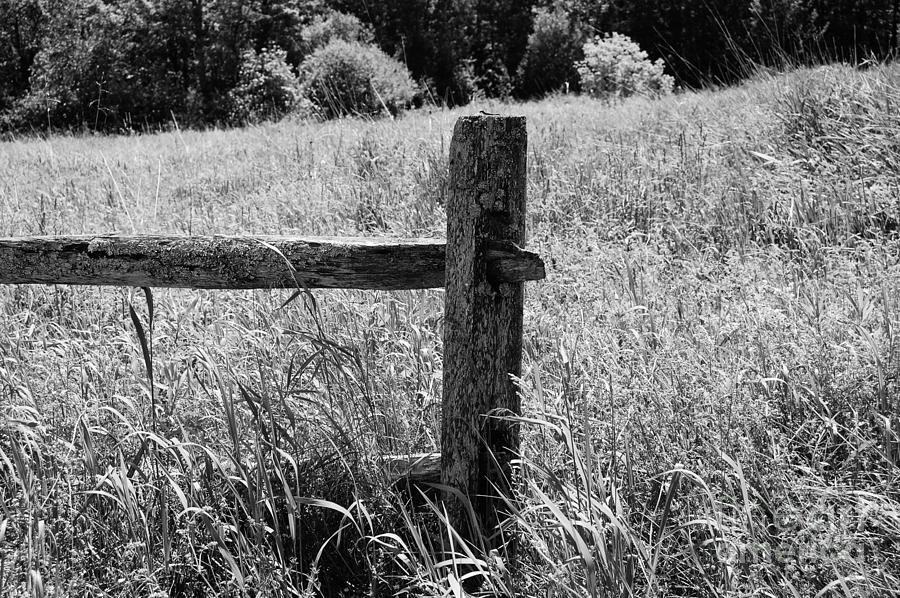 Black Photograph - The Old Fence by Sharon L Stacy