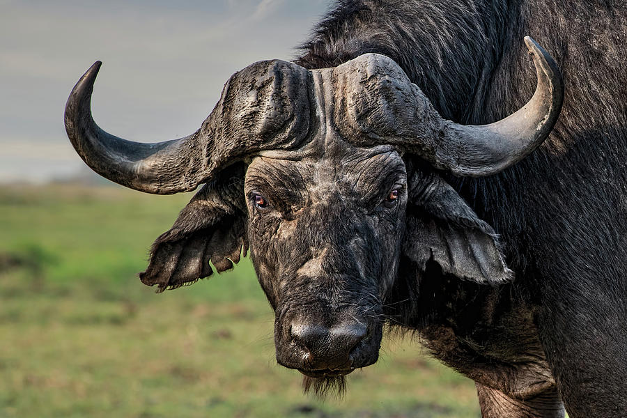 Buffalo Photograph - The Old Fighter by Piet Flour