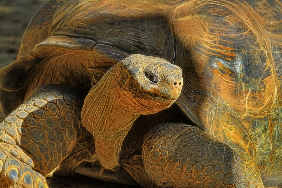 Turtle Photograph - The Old Guy by Deborah Benoit
