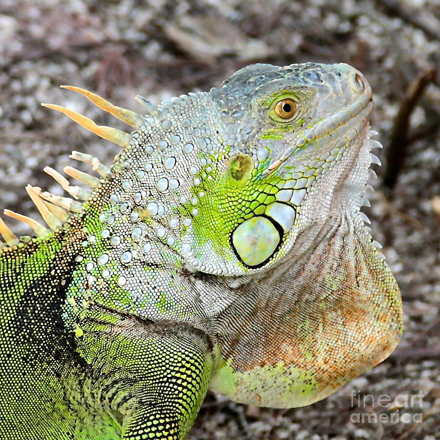The Old Iguana Photograph by Carol Groenen