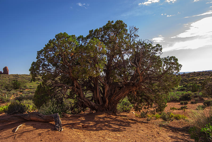 The Old Juniper Tree Photograph by Sandra Selle Rodriguez