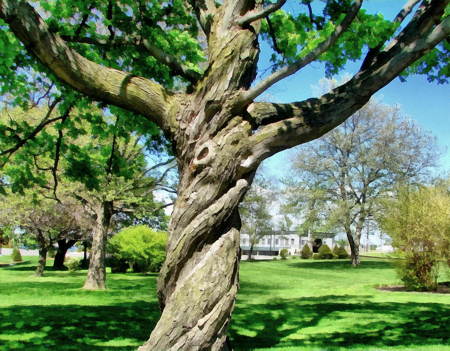 Tree Photograph - The Old Lady of the Green by Michelle Calkins