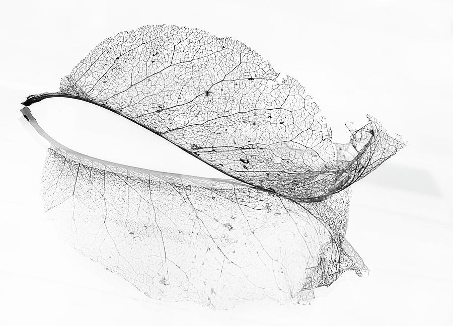 Magnolia Movie Photograph - The Old Leaf by Katarina Holmstr?m