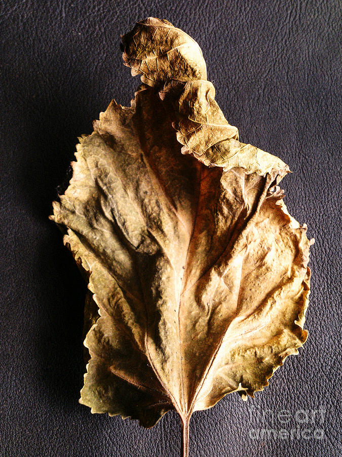 Fall Photograph - The Old Leaf by Steve Outram