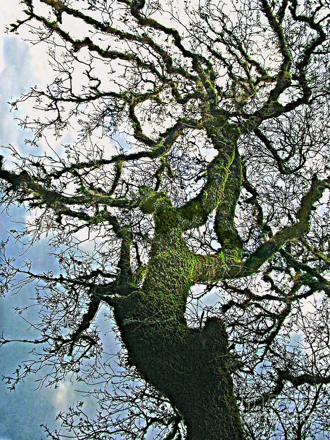 The Old Mossy Oak Tree Against Cloudy Sky Photograph by Gabriele Pomykaj