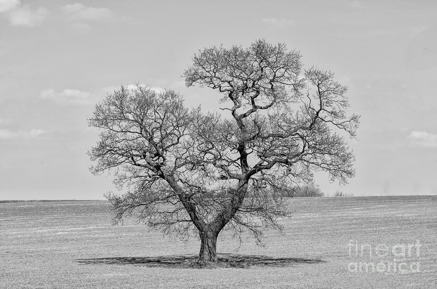 The old Oak - mono Photograph by Steev Stamford