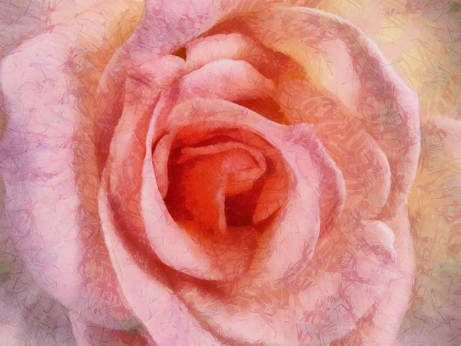The Old Rose Photograph by Steve Taylor