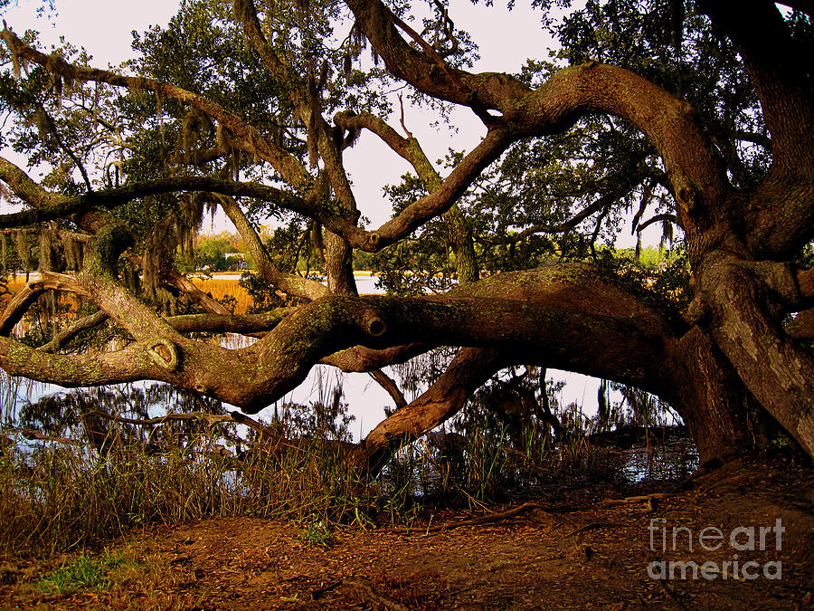 The Old Tree at the Ashley River in Charleston Photograph by Susanne Van Hulst