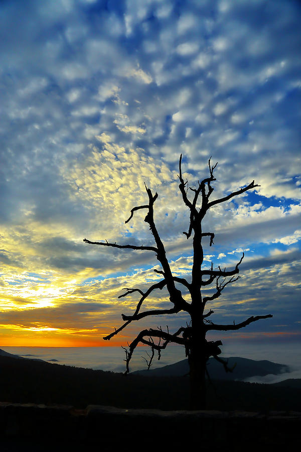 Mountain Photograph - The Old Tree by Metro DC Photography