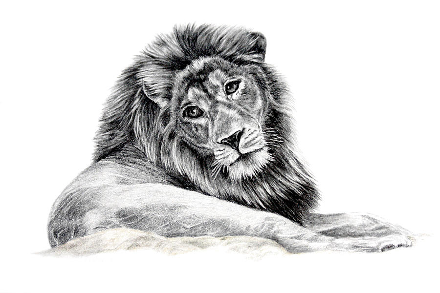 Wildlife Drawing - The Old Warrior by Pencil Paws