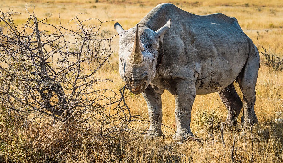 Nature Photograph - The Old Warrior - Rhinoceros Photograph by Duane Miller