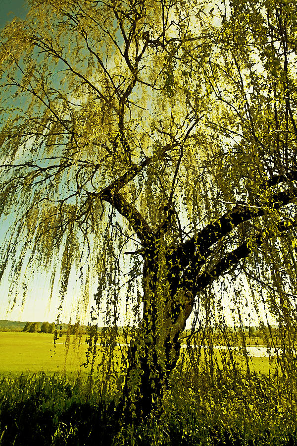 The Old Willow Photograph by Bonnie Bruno