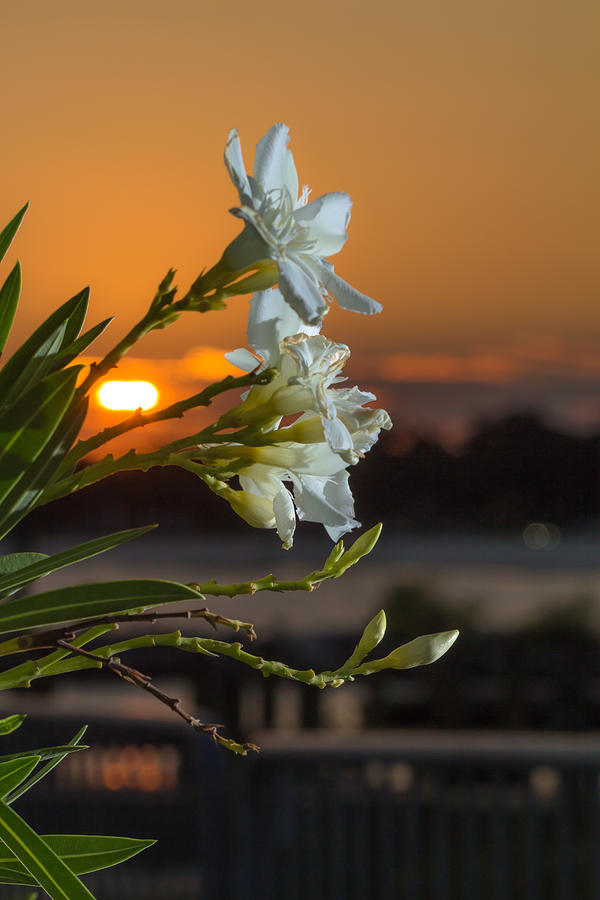 The Oleander Photograph by Brian Wright