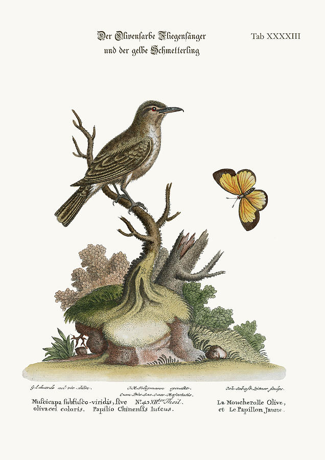 Mark Catesby Drawing - The Olive-coloured Flycatcher and the Yellow Butterfly by Splendid Art Prints