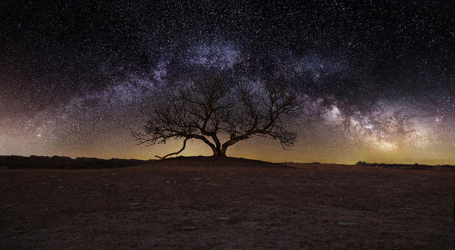 Tree Photograph - The One by Aaron J Groen