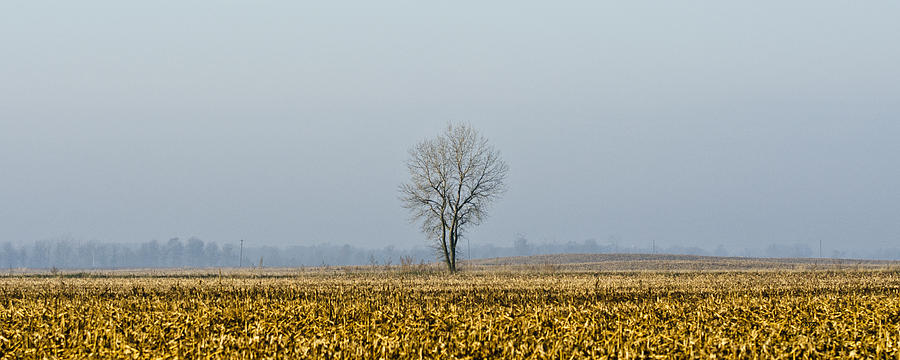 Tree Photograph - The One Tree by James Blackwell JR