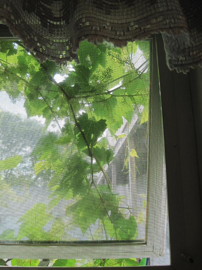 The Open Cottage Window Old Orchard Beach Maine Photograph By