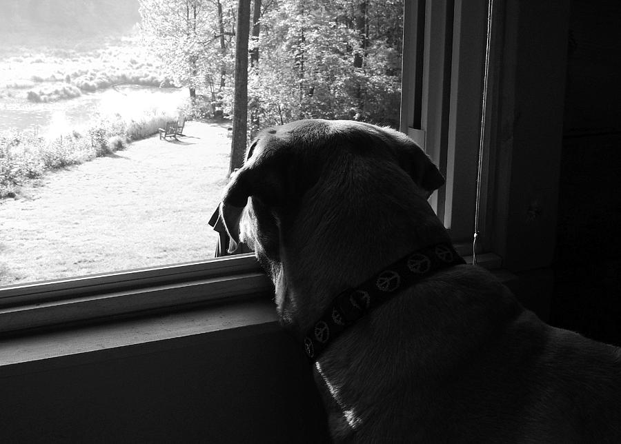 The Open Window Photograph by Mim White