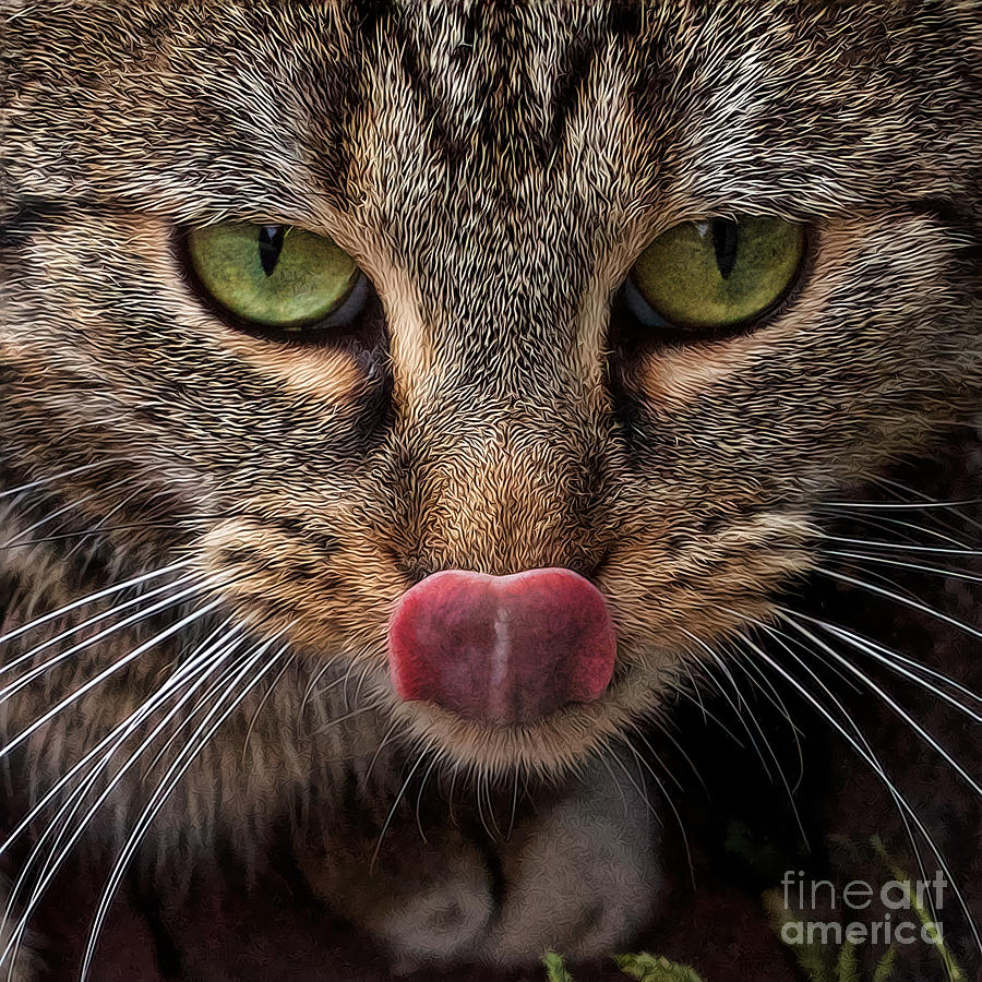 Cat Photograph - The Opposite of a Cattail by The Soulosphere Cat Photograph - The Opposite of a Cattail by The Soulosphere