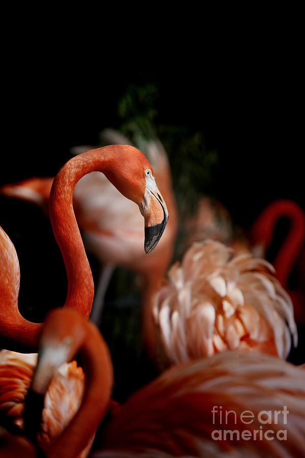 The Orange Flamingo Tribe Photograph by Douglas Barnard