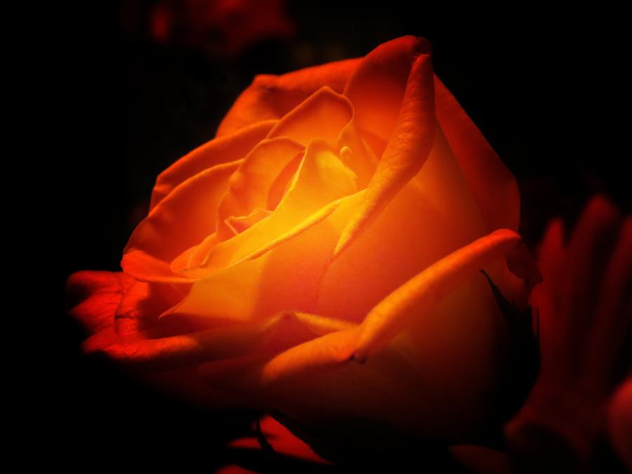 Rose Photograph - The Orange Rose by MTBobbins Photography