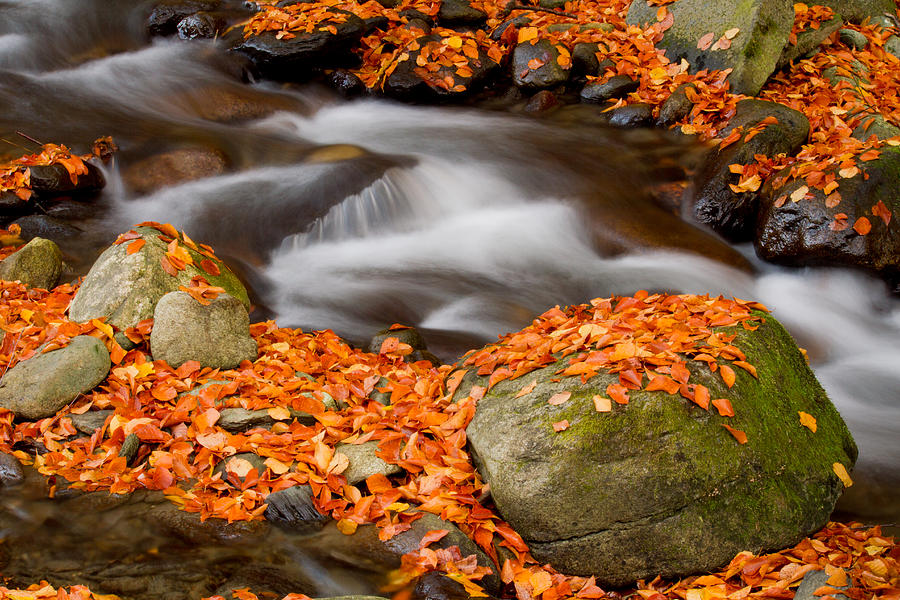 The orange stream Photograph by Mircea Costina Photography