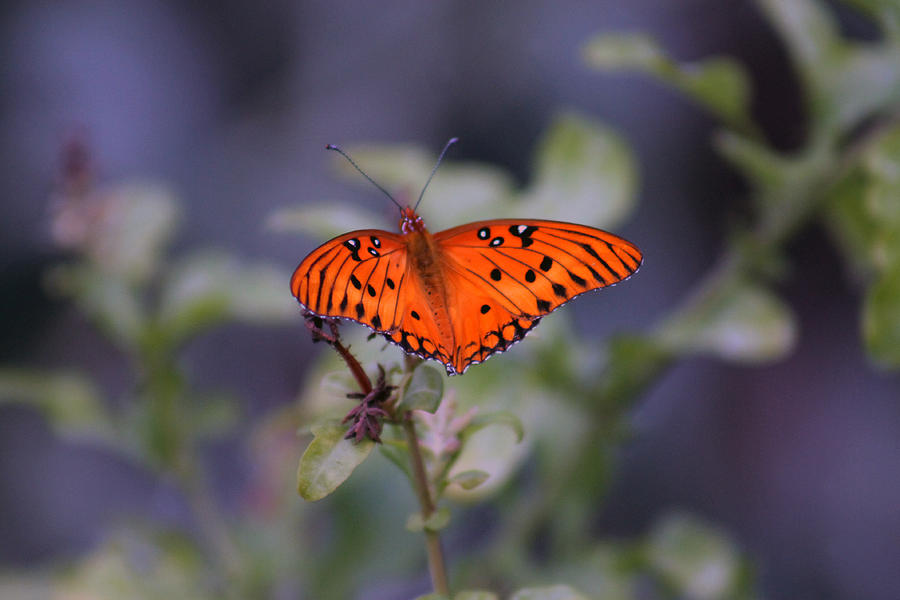 The orange wings Photograph by Lily K