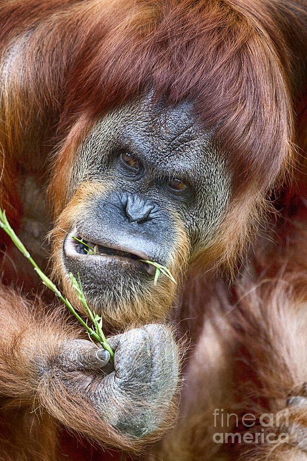 Orangutan Photograph - The Orangutan Album V2 by Douglas Barnard