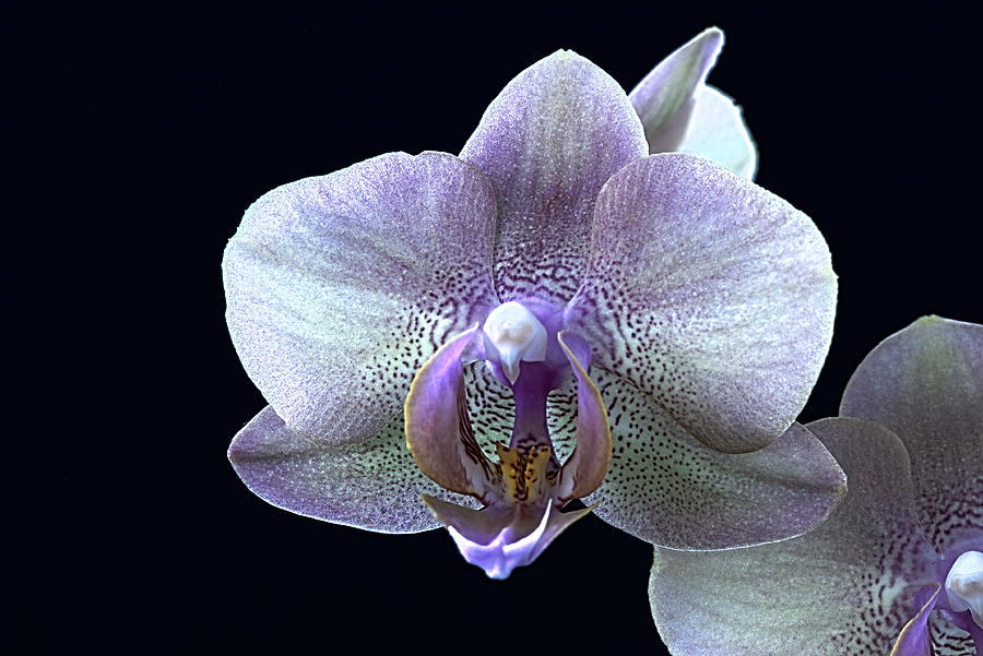 The Orchid Photograph by Bob VonDrachek