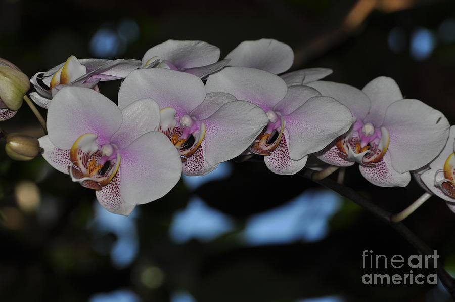 The Orchid Garden Photograph by Nona Kumah