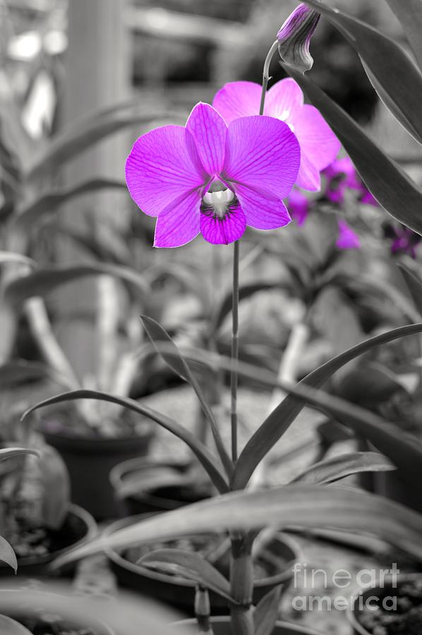The Orchid Photograph by Laura Forde