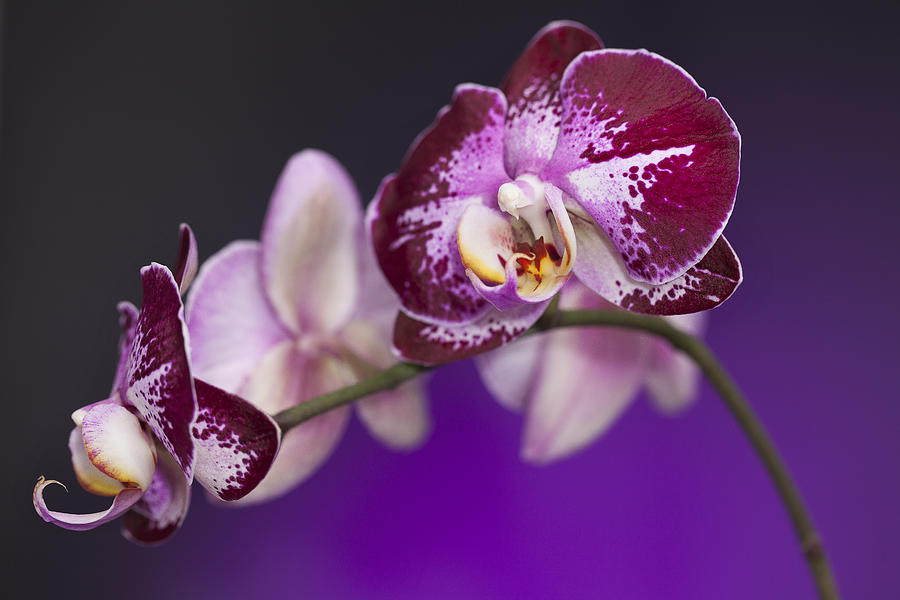 The Orchid Watches Photograph by Jon Glaser