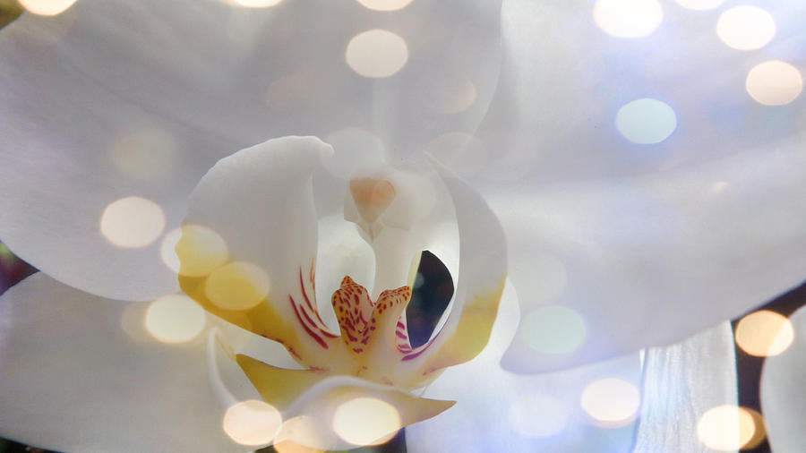 The Orchid with Flashing Light Photograph by Xueyin Chen