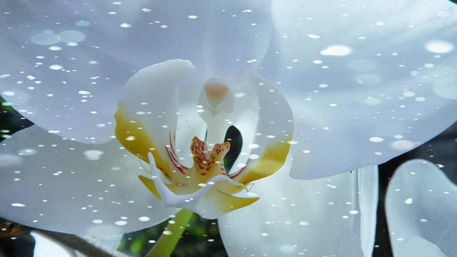 The Orchid with Snow Photograph by Xueyin Chen