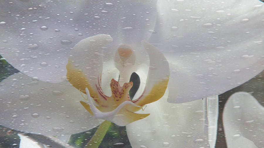 The Orchid With Water Drops Digital Art