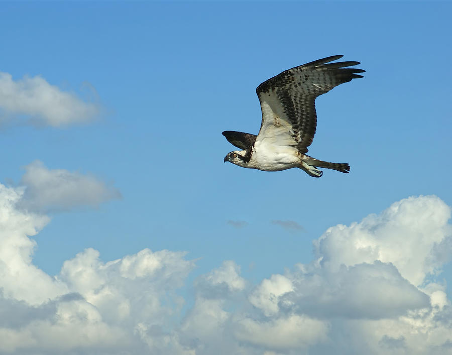 Bird Photograph - The Osprey 2 by Ernest Echols