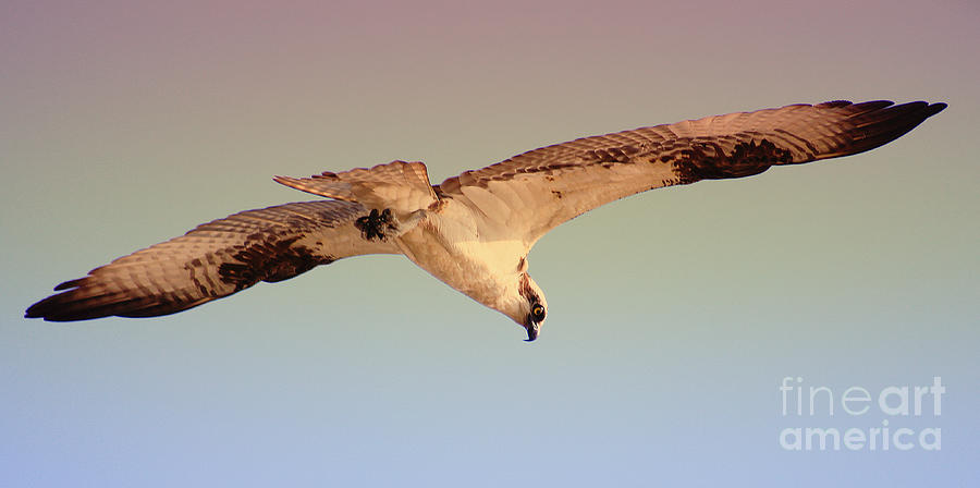 The Osprey Hovers Photograph by Ola Allen