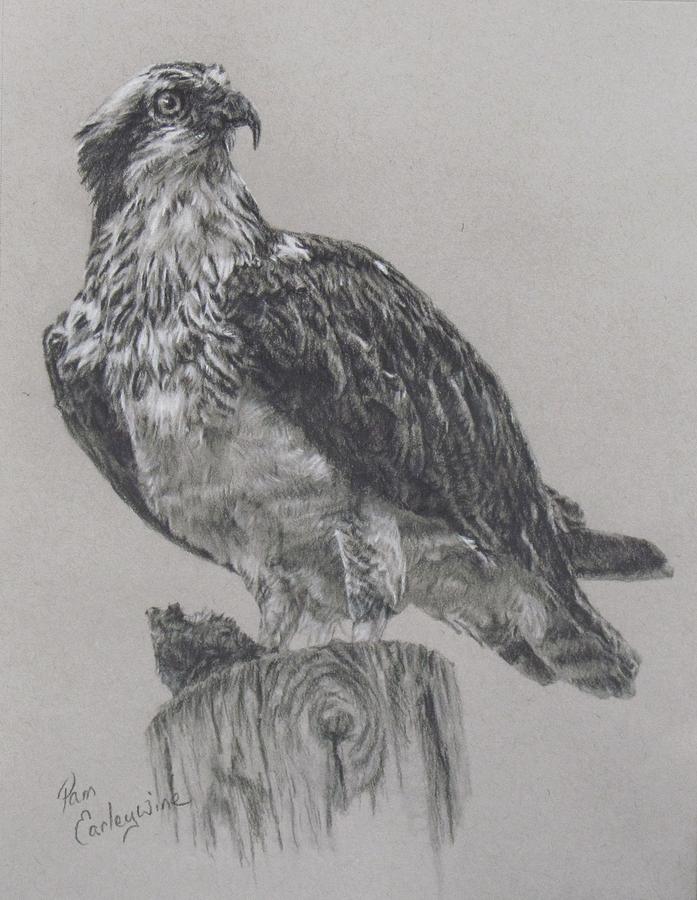 Osprey Drawing - The Osprey by Pamela Nelson