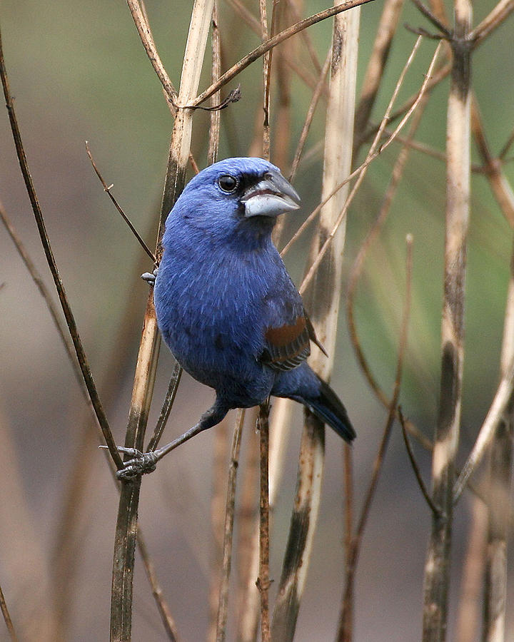 The other Bluebird Photograph by Jim E Johnson