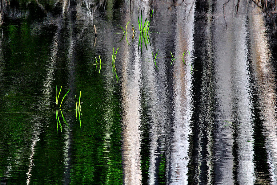 The Other Reflections Of A Swamp Photograph