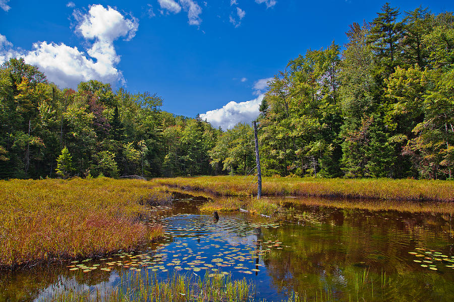 The Other Side of Fly Pond Photograph by David Patterson
