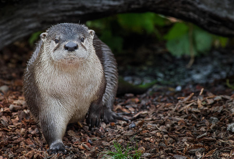 The Otter Cometh Photograph by Greg Nyquist