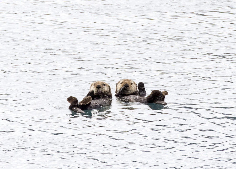 The Otters Say Hello Photograph by Saya Studios