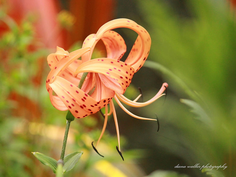 Lily Photograph - The Over Achieving Lily by Diana Walker