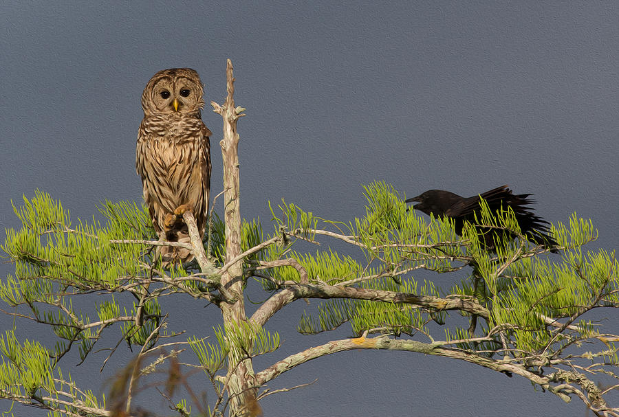 Everglades National Park Photograph - The Owl And The Crow by Steve Petersen