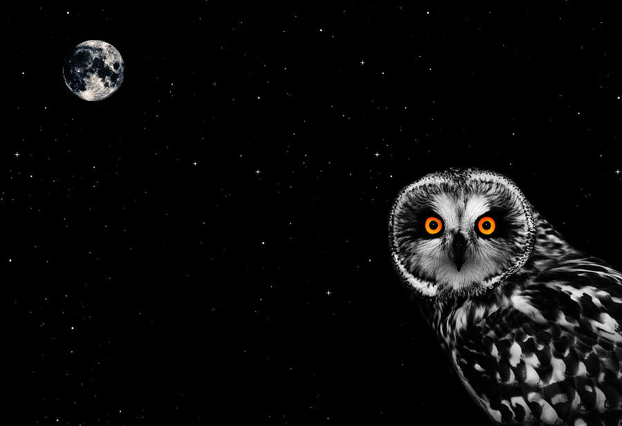Owl Photograph - The Owl and the Moon by Mark Rogan