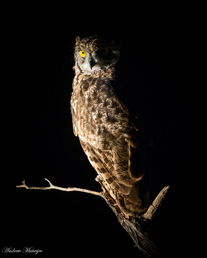 The Owl Photograph by Andrew Matwijec