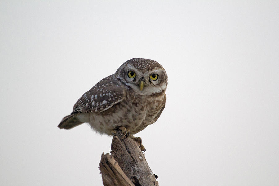 Bird Photograph - The Owl by S S Cheema