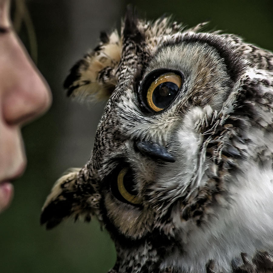 The Owl Whisperer Photograph by Phil Cardamone