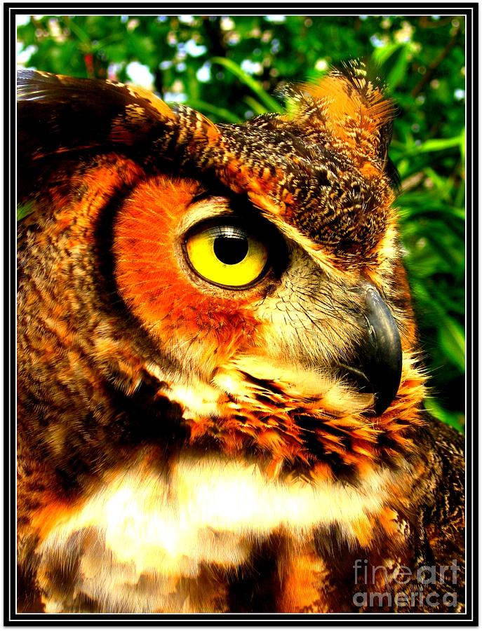 The Owls Eye Photograph by Dora Sofia Caputo